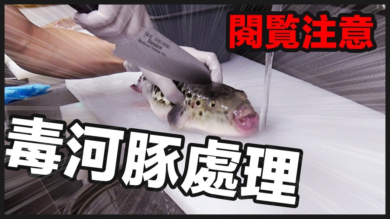 慎入 毒河豚的處理過程 一刀未剪版 Warning The Process Of Cutting Blowfish With Poison フグの捌く方法 阿倫頻道 Youtube