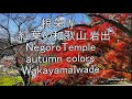 根来寺 紅葉の和歌山岩出 NegoroTemple  AutumnColors Wakayama 360度カメラ