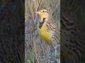 Western Meadowlark. San Diego.