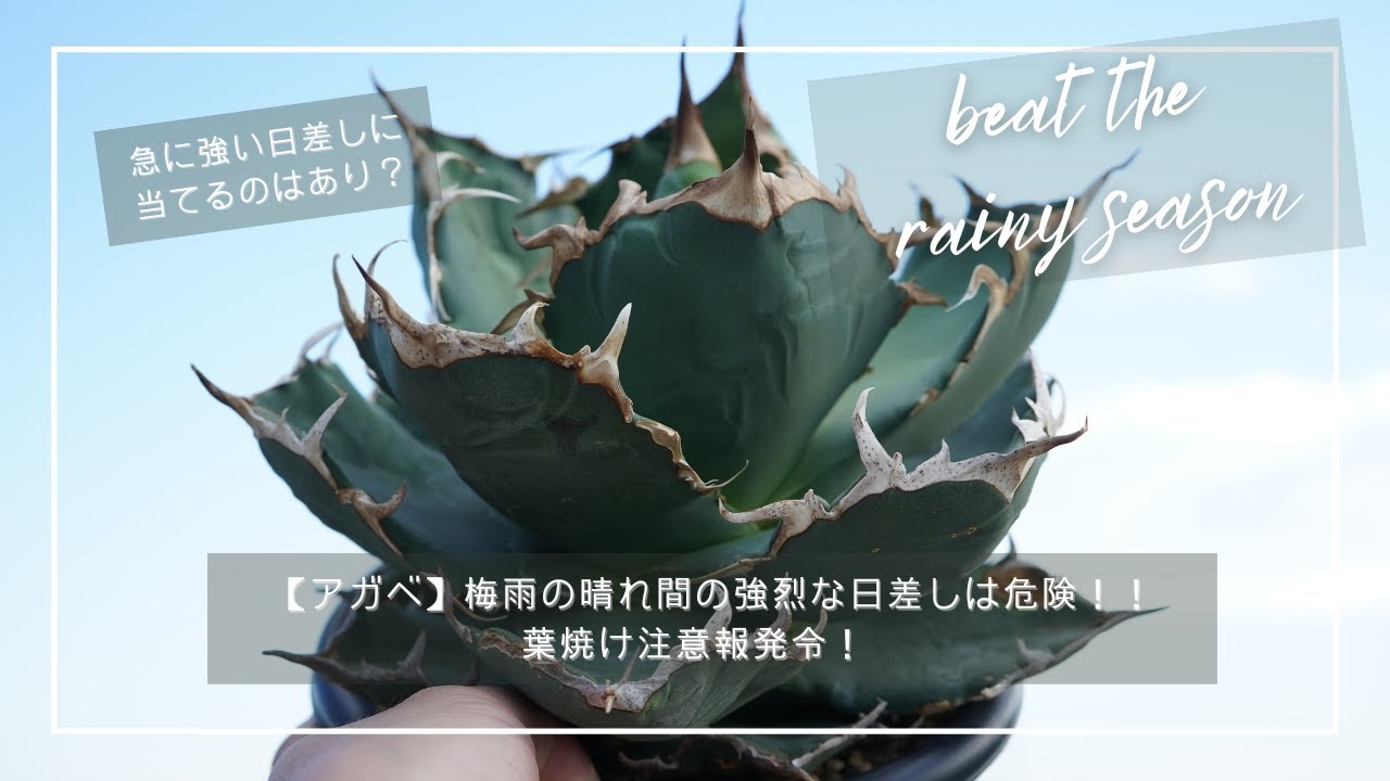 Agave] The intense sun during a break in the rainy season is