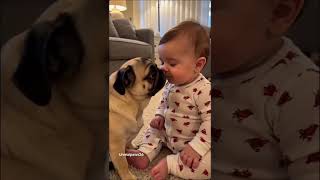 Kiss vs sneeze #pug #pet #funny #petlover #cute #pets #funnyvideo #animals #puglia #kiss #sneeze