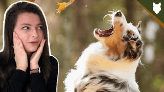 Are AUSTRALIAN SHEPHERD Playful? Aggressive or Playful? by Will Atherton Australian Shepherd Show 3,761 views 3 years ago 6 minutes, 1 second
