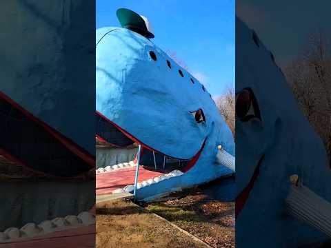 Blue Whale on