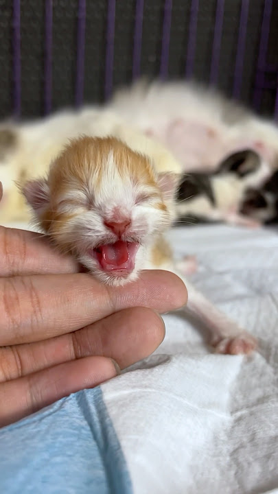 Perubahan anak kucing umur 1 hari sampai 1 tahun 😍 #kucinglucu #kitten #catlover #anakkucing