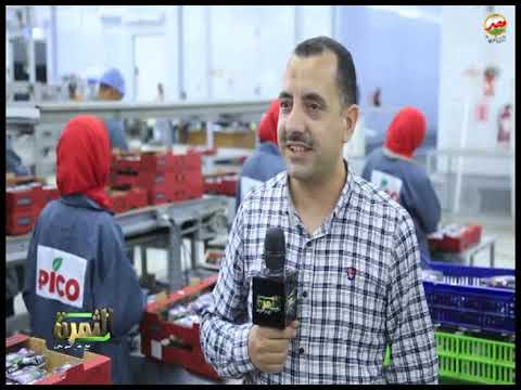 فريق برنامج الثمرة يتابع موسم تصدير العنب بمحطات بيكو بالبحيرة