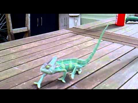 Chameleon walking - YouTube