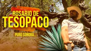 ROSARIO DE TESOPACO, SONORA | Lugar del AHUEHUETE y donde se celebra el BACANORA FEST