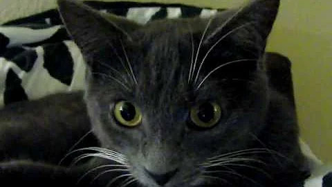 Watch the video about Smokey The Cat Russian Blue Mix New Kitten