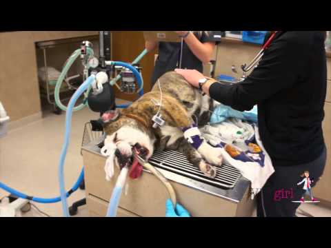Bread Dough Toxicity in a Dog | VETgirl Veterinary CE Videos