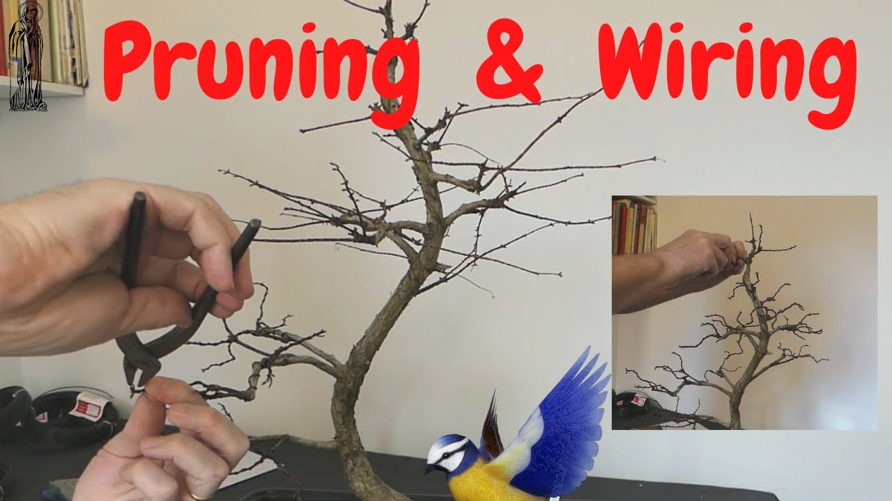 When should I wire my Dawn Redwood Bonsai?