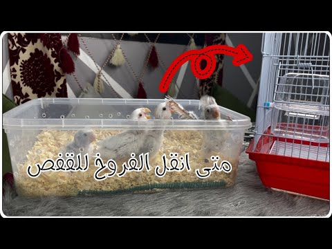 نقل فروخ الروز من الحضانه الى القفص