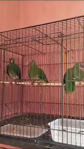 grosir burung walik jambu wa 081217923268