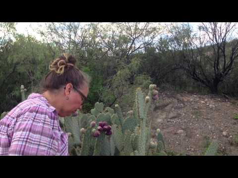 Medicinal Minute: Prickly Pear