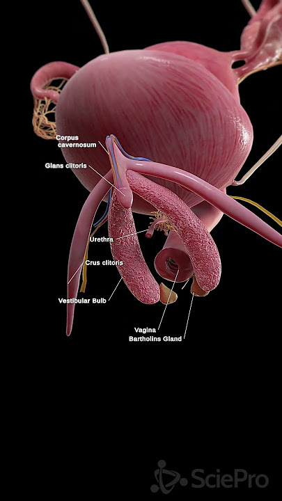 🌸 The Clitoris: A Complex and Vital Part of Female Anatomy 🌸