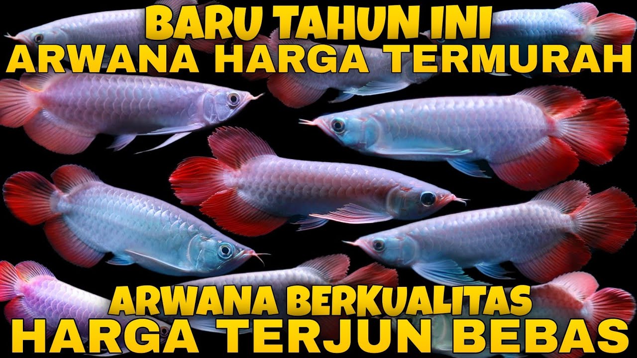 BARU TAHUN INI Survey Harga ARWANA BERKUALITAS TERMURAH jenis arwana super red lagi TERJUN BEBAS