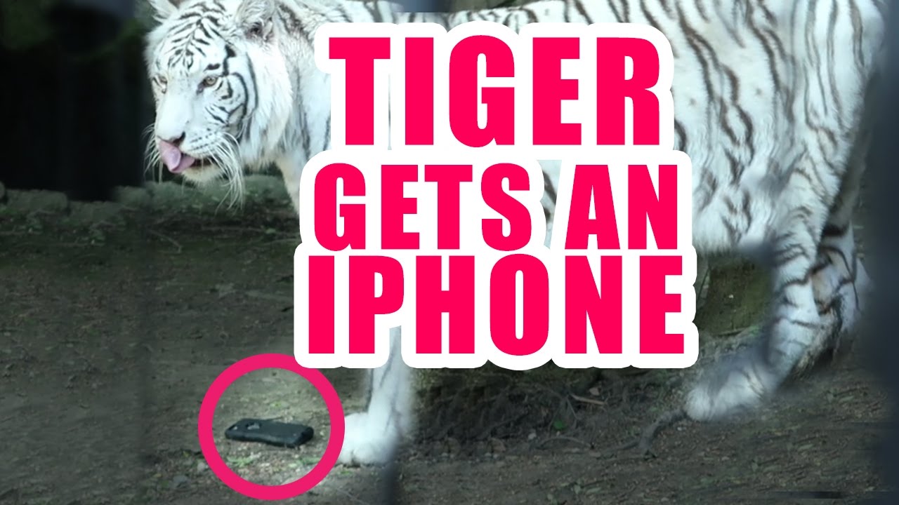 Why Do Dogs Roll In Worms