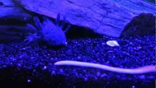 Axolotl contre vers de terre