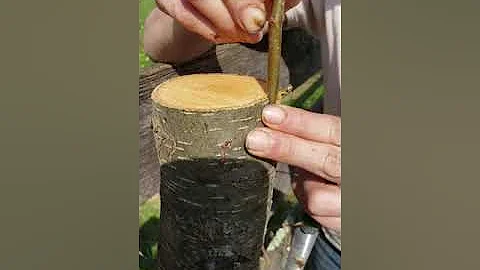 Turning a Bradford pear tree into an edible pear t...