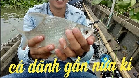 Câu cá sông Hậu Cần Thơ. Trúng bầy cá Cóc con, thả nuôi lại, mai mốt câu tiếp. Video 12