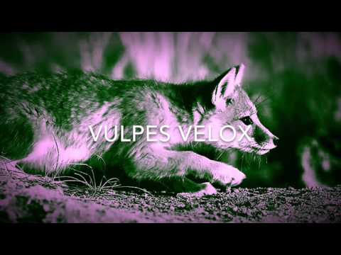 Vulpes Velox