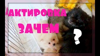 Сегодня едем на актировку щенков!!! Сегодня едем на актировку щенков!!!
