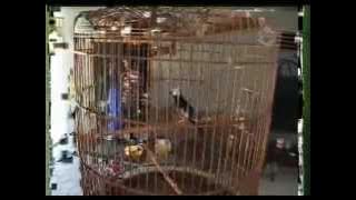 Bingkai Berita TransTV # Burung Pleci - YouTube.flv