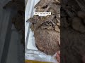 عود نادر عود طبيعي بري عود الغابات مصانع العالمية للعود الطبيعي بفيتنام صناع الجودة