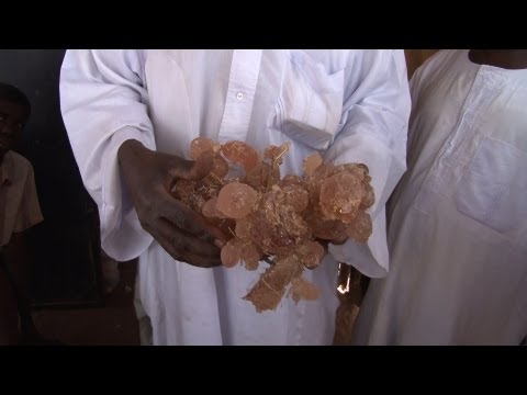 Gum Arabic: Sudan&rsquo;s Hot Commodity