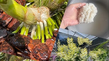 Dùng nước vo gạo tưới lan có tác dụng tốt cho cây không?