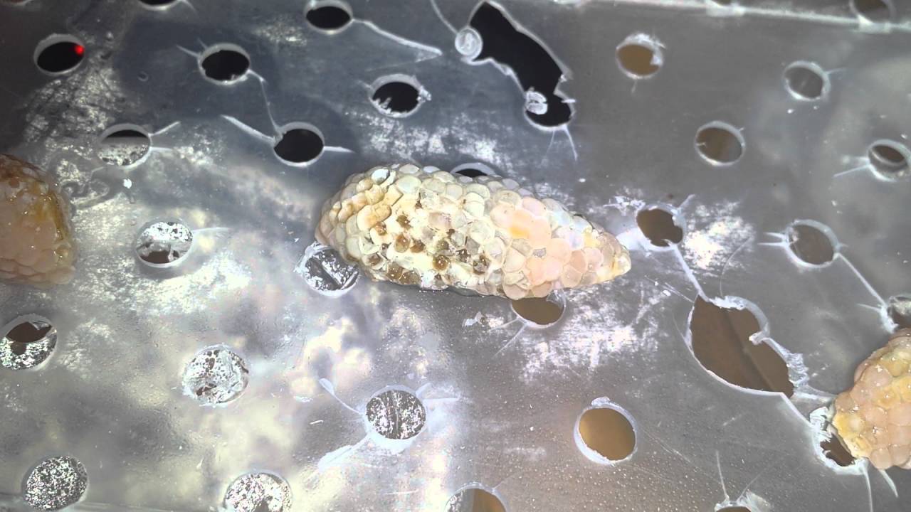 How to make a homemade mystery snail egg incubator YouTube