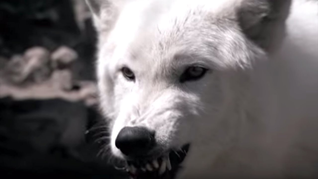 Blanca Lobo S Mate Lobo The Wolf That Changed America Bbc Earth Youtube