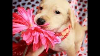 Valentine's Dogs