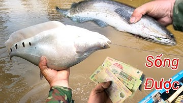 Thả Câu Thác Lác Cờm Trong Kinh Nhỏ Không Ngờ Có Cá Lớn /Định Nguyễn Hậu Giang