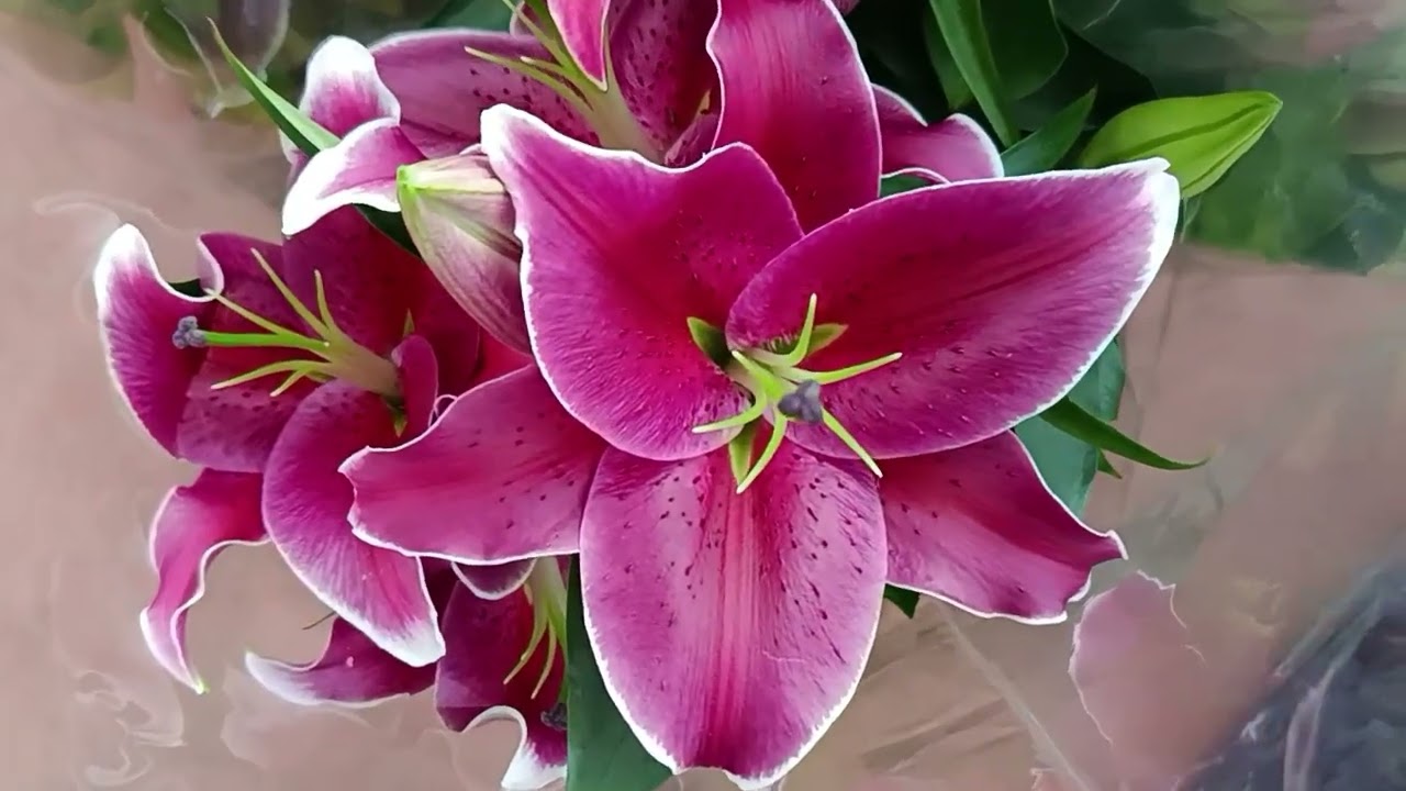 ÇİÇEK SERASI GEZELİM ☘️🍁☘️🍁☘️🍁☘️