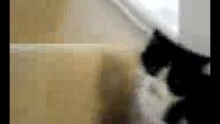 Kitten (Kitten.avi)