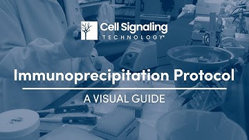 Immunoprecipitation Protocol: A Visual Guide | Cell Signaling Technology