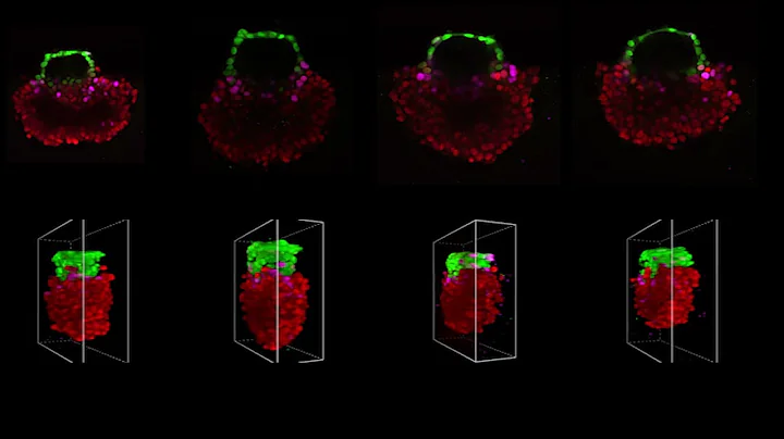Three-dimensional reconstruction of μPASEs