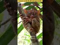 ये जानवर अपनी मौत की वजह खुद बनते हैं।#trending #viral #animals #fact #short