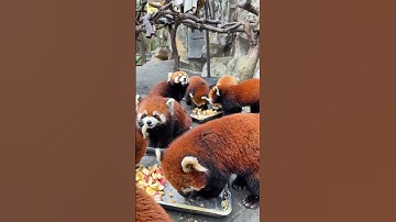 🍎🐼 Adorable Red Pandas Eating Fruits – Cutest Snack Time Ever! 😍✨