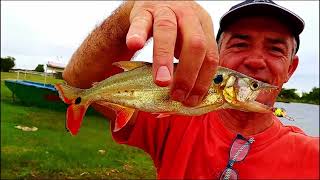 Freshwater Barracuda Catch