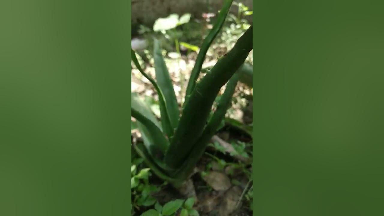 alobera tree - YouTube