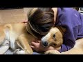 喜んでるのか、嫌がっているのかよくわかんない犬（雑種犬）