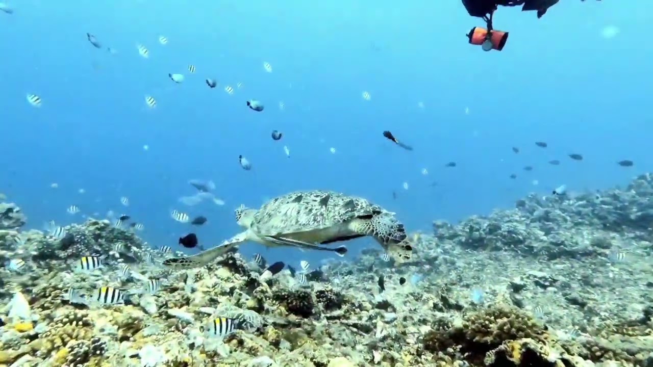 Turtle Heaven - Gili Meno with Blue Marlin Dive