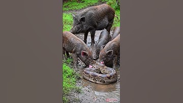 Mother wild boar catches python to feed her piglets in the forest