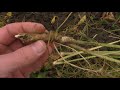 Horseradish Sadness Planting Potato Seeds and a Pteris Fern