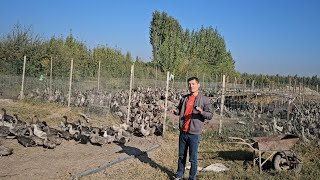 картинка: Урдаклар сотилади