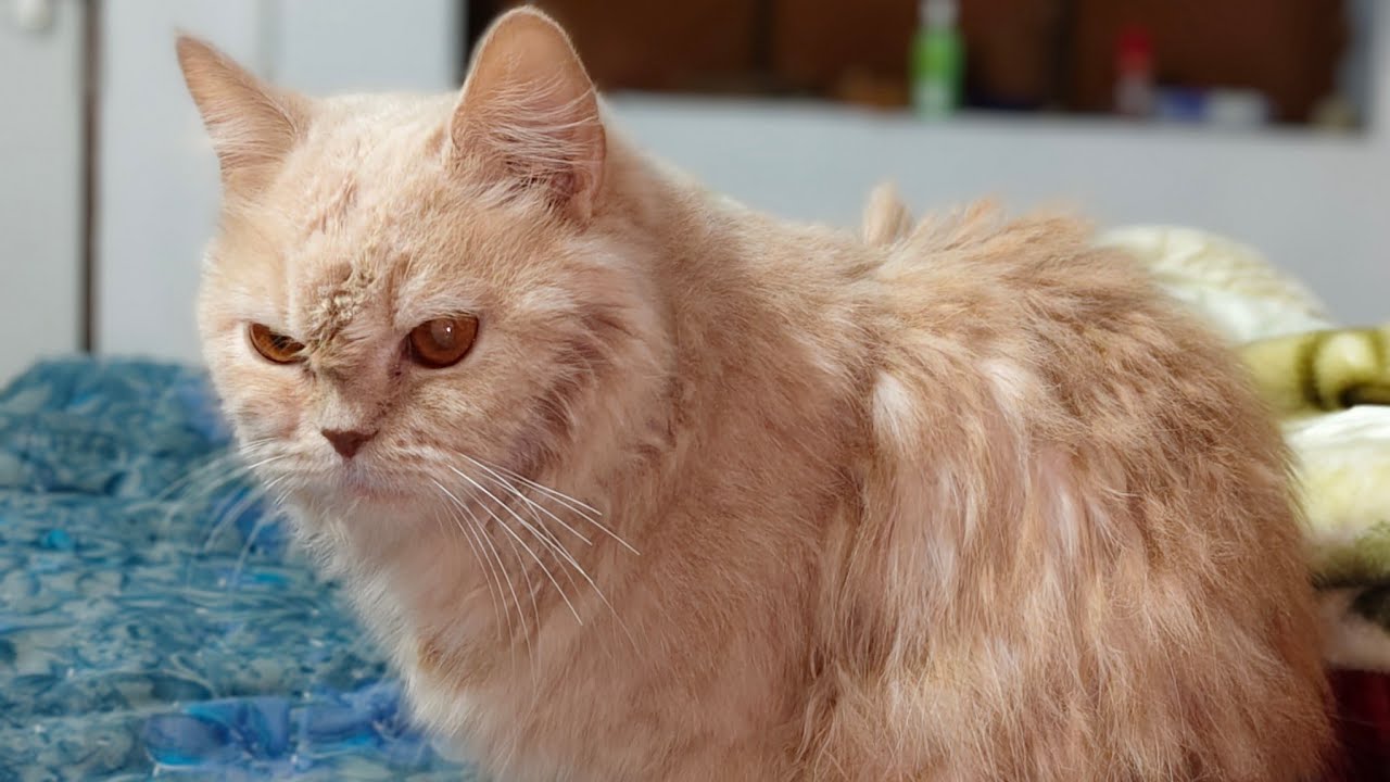 MICKEY TODAY FULL ENJOY 