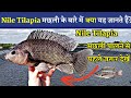 Amazing nile tilapia fish farming in pondkoytur fish farm india really profitable