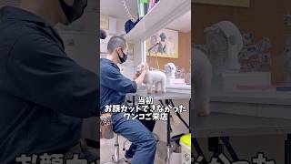 お顔スタイリング出来ないワンコ。とんでも成長遂げる。#short #shorts #shortvideo