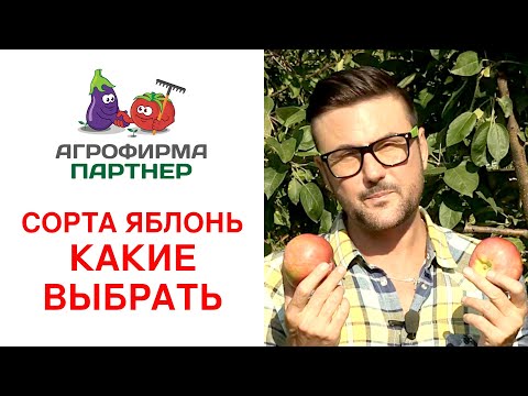 СОРТА ЯБЛОНЬ. КАКИЕ ВЫБРАТЬ?